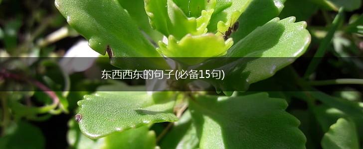 东西西东的句子(必备15句),第1张