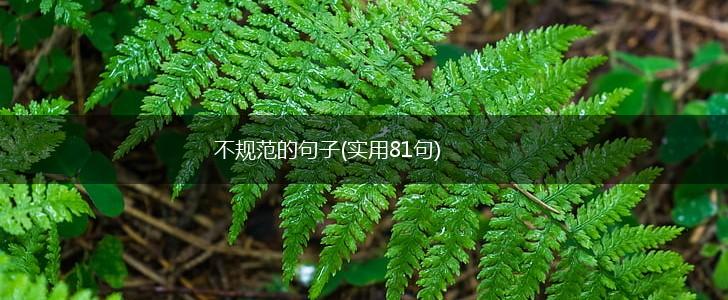 不规范的句子(实用81句),第1张