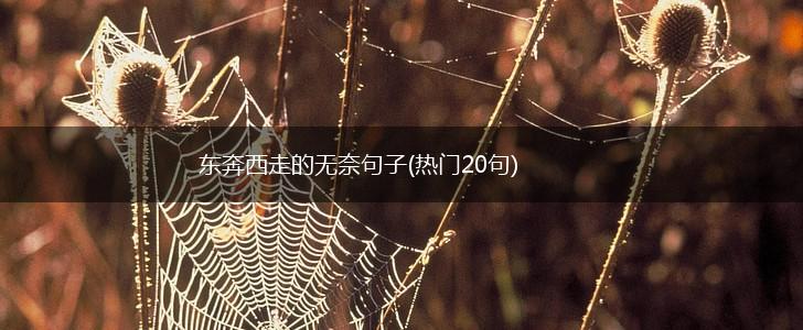 东奔西走的无奈句子(热门20句),第1张