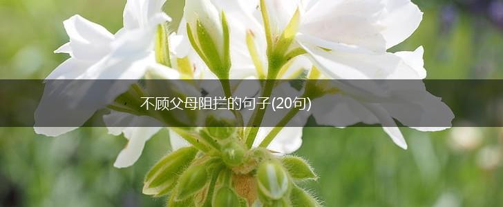 不顾父母阻拦的句子(20句),第1张