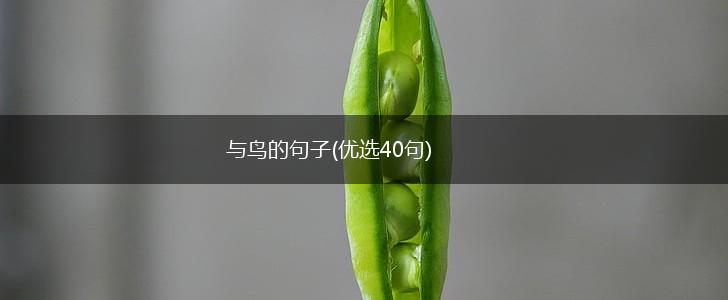 与鸟的句子(优选40句),第1张