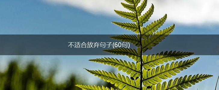 不适合放弃句子(60句),第1张