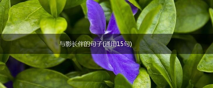 与影长伴的句子(通用15句),第1张
