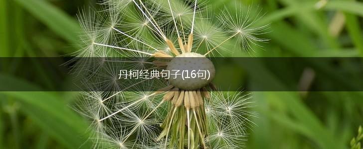 丹柯经典句子(16句),第1张