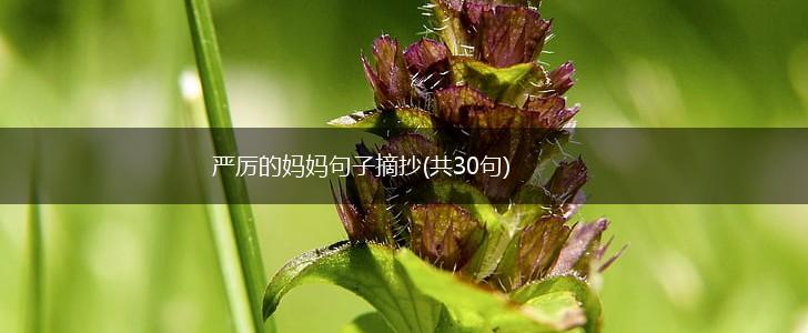 严厉的妈妈句子摘抄(共30句),第1张