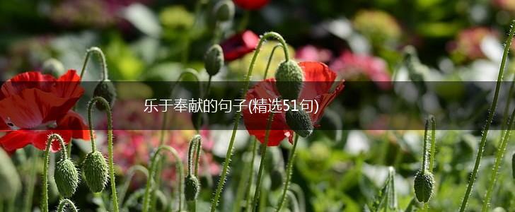乐于奉献的句子(精选51句),第1张