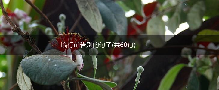 临行前告别的句子(共60句),第1张