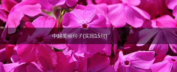 中越美丽句子(实用15句),第1张