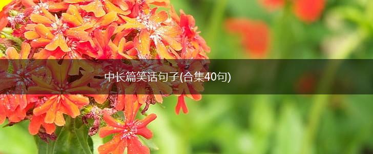 中长篇笑话句子(合集40句),第1张