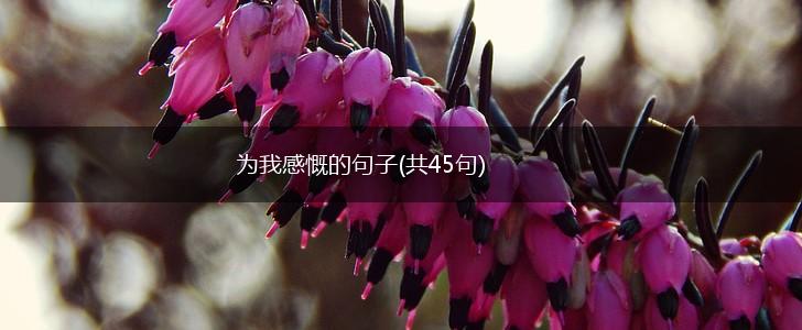 为我感慨的句子(共45句),第1张