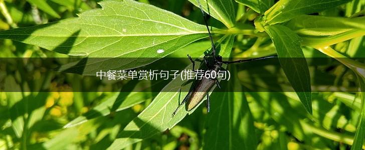 中餐菜单赏析句子(推荐60句),第1张
