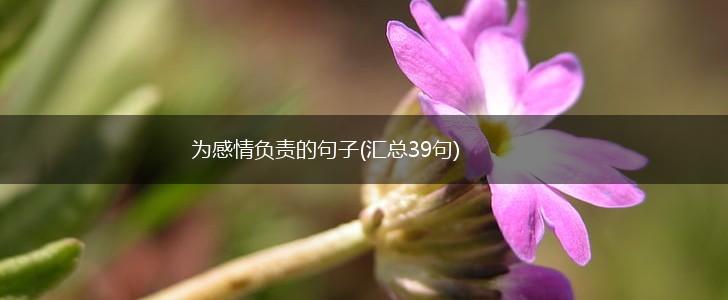 为感情负责的句子(汇总39句),第1张