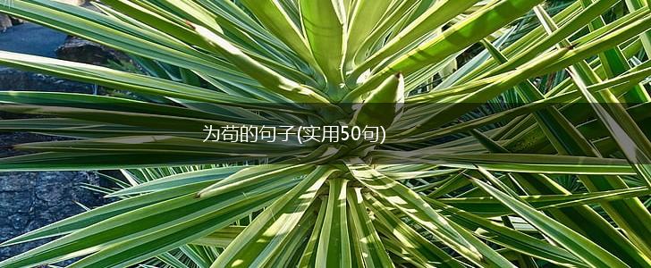 为苟的句子(实用50句),第1张