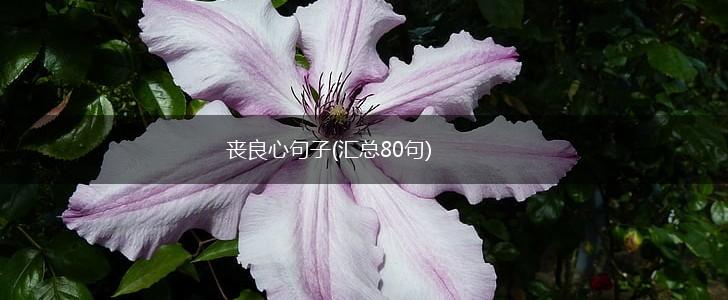 丧良心句子(汇总80句),第1张 丧良心句子(汇总80句),第1张