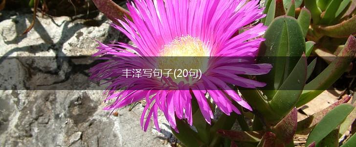 丰泽写句子(20句),第1张