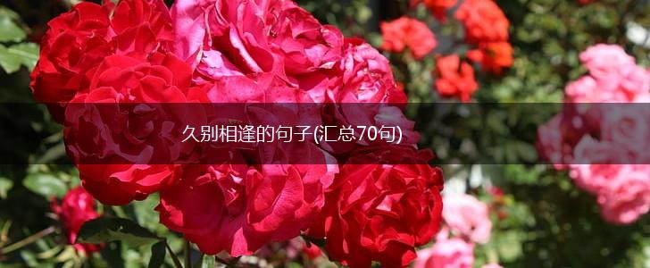 久别相逢的句子(汇总70句),第1张