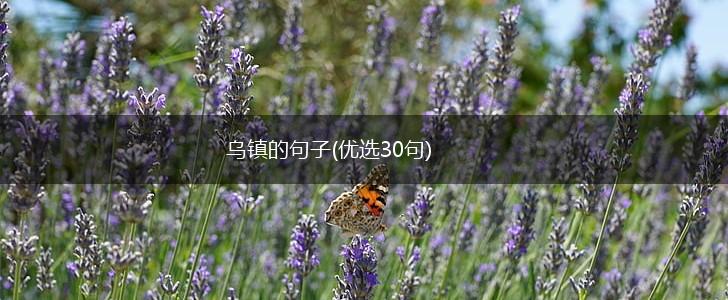 乌镇的句子(优选30句),第1张