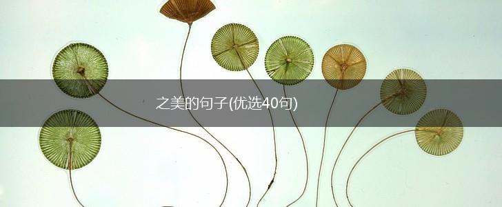 之美的句子(优选40句),第1张