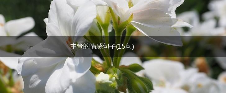主管的情感句子(15句),第1张