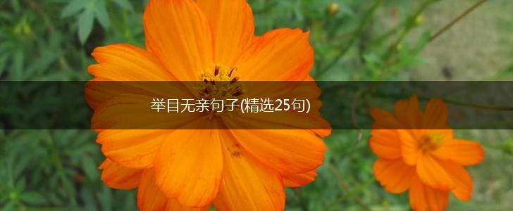 举目无亲句子(精选25句),第1张