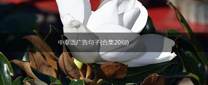 中泰语广告句子(合集20句),第1张