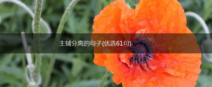 主辅分离的句子(优选61句),第1张