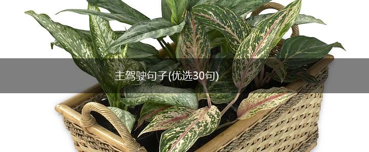 主驾驶句子(优选30句),第1张