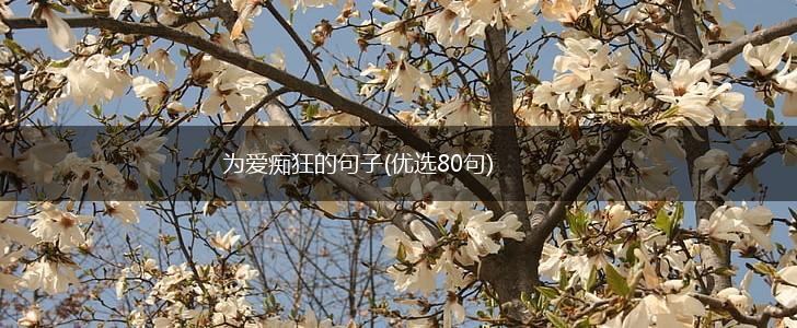 为爱痴狂的句子(优选80句),第1张