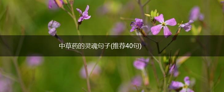 中草药的灵魂句子(推荐40句),第1张