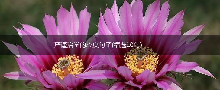 严谨治学的态度句子(精选10句),第1张