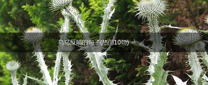 乌鸟反哺的句子(热门10句),第1张