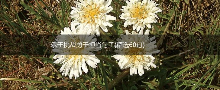 乐于挑战勇于担当句子(精选60句),第1张