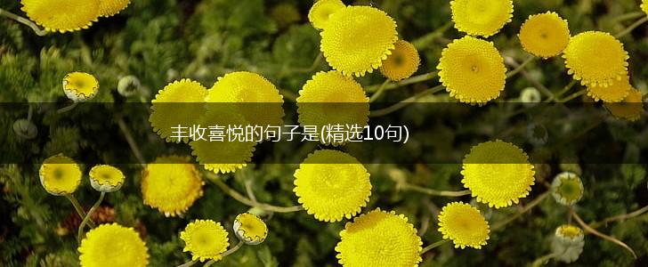 丰收喜悦的句子是(精选10句),第1张