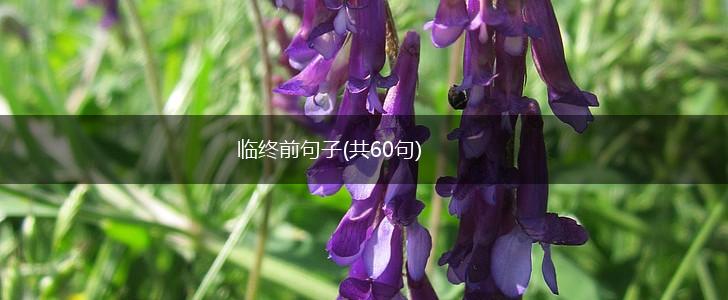 临终前句子(共60句),第1张