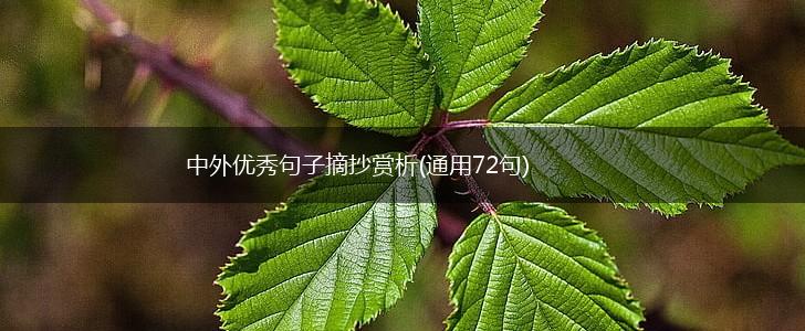 中外优秀句子摘抄赏析(通用72句),第1张