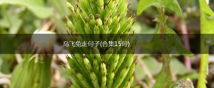 乌飞兔走句子(合集15句),第1张