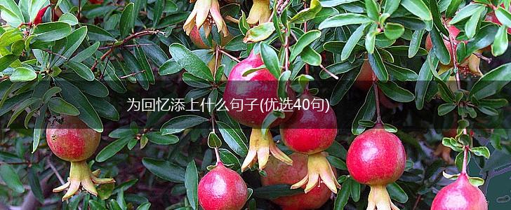 为回忆添上什么句子(优选40句),第1张