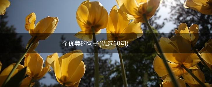 个优美的句子(优选60句),第1张