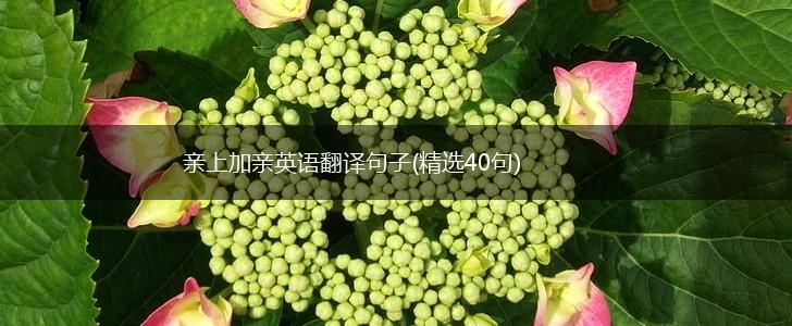 亲上加亲英语翻译句子(精选40句),第1张