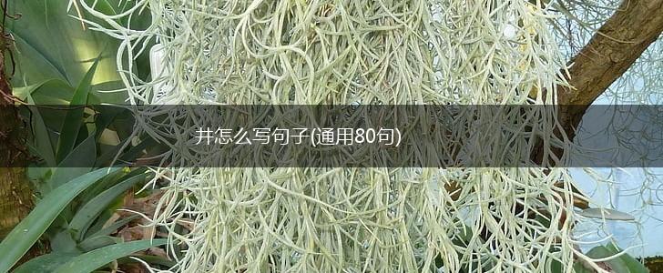 井怎么写句子(通用80句),第1张
