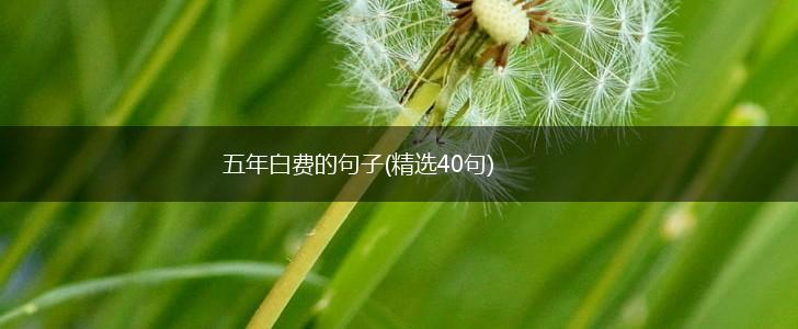五年白费的句子(精选40句),第1张
