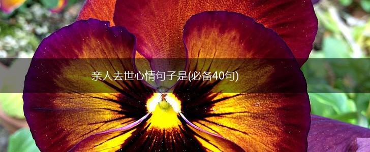 亲人去世心情句子是(必备40句),第1张