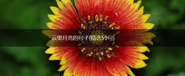 云里月亮的句子(精选59句),第1张