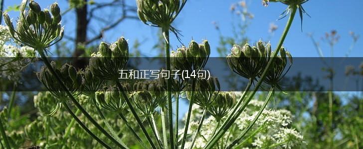 五和正写句子(14句),第1张