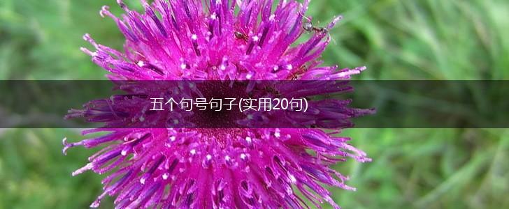五个句号句子(实用20句),第1张