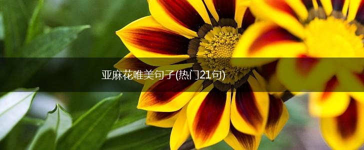 亚麻花唯美句子(热门21句),第1张