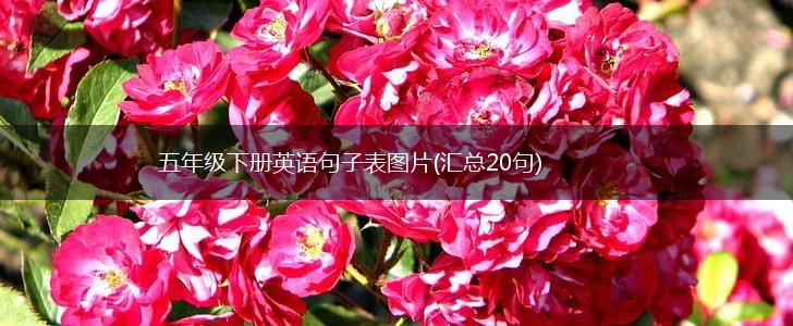 五年级下册英语句子表图片(汇总20句),第1张