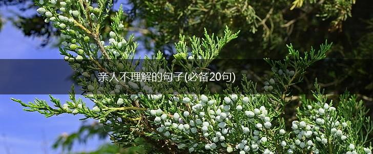 亲人不理解的句子(必备20句),第1张