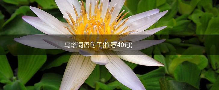乌塔词语句子(推荐40句),第1张