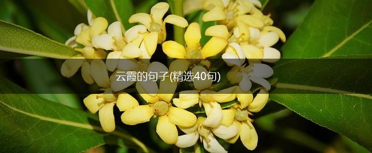 云霞的句子(精选40句),第1张
